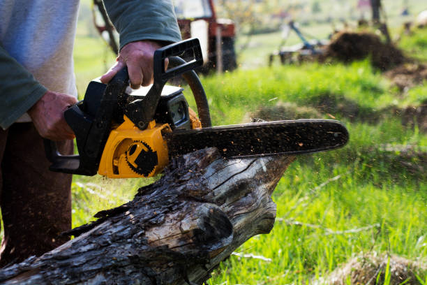 Best Tree Trimming and Pruning  in Indian Hills, TX